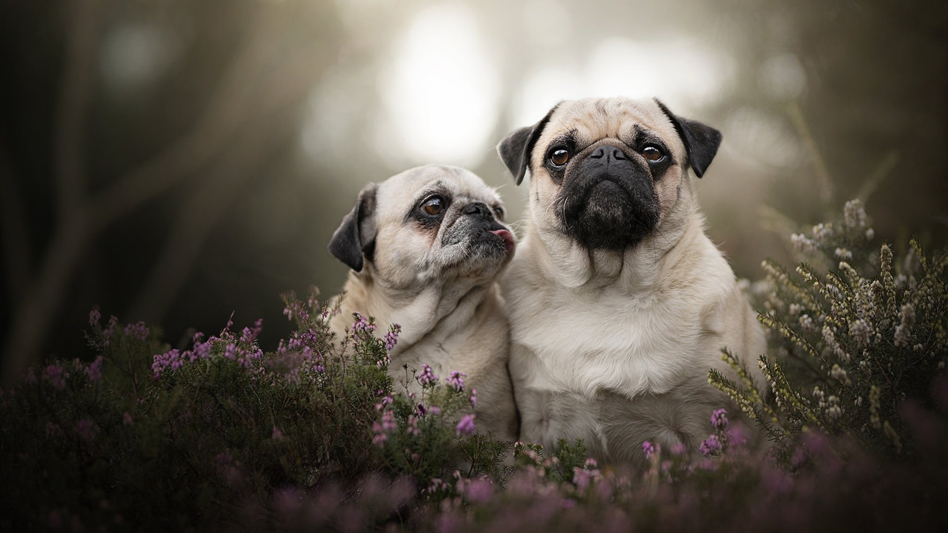 基米希的统治力，洪都拉斯与澳大利亚之战中的唯一主宰